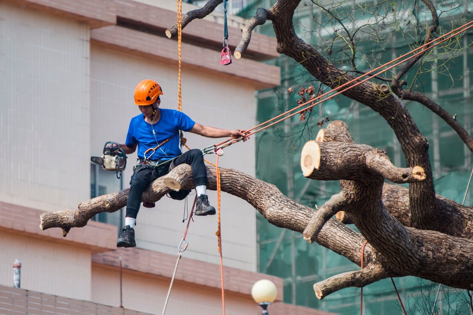 Crew working on a large tree beside a home